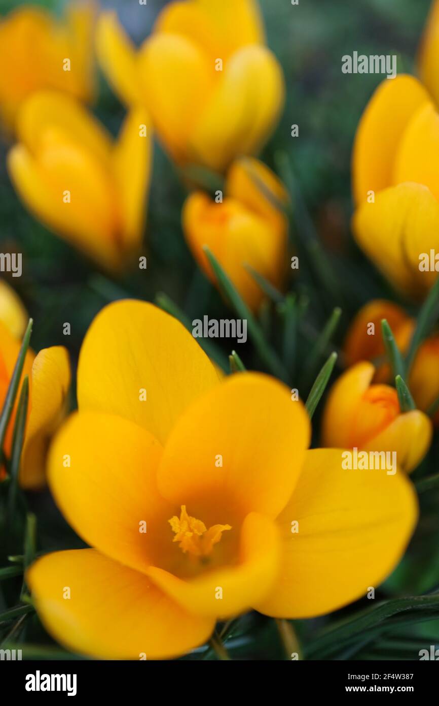 Croci gialli ocra con petali morbidi e resistenza, croci gialli in fiore nel giardino, fiori macro primavera, foto floreale, macro Foto Stock