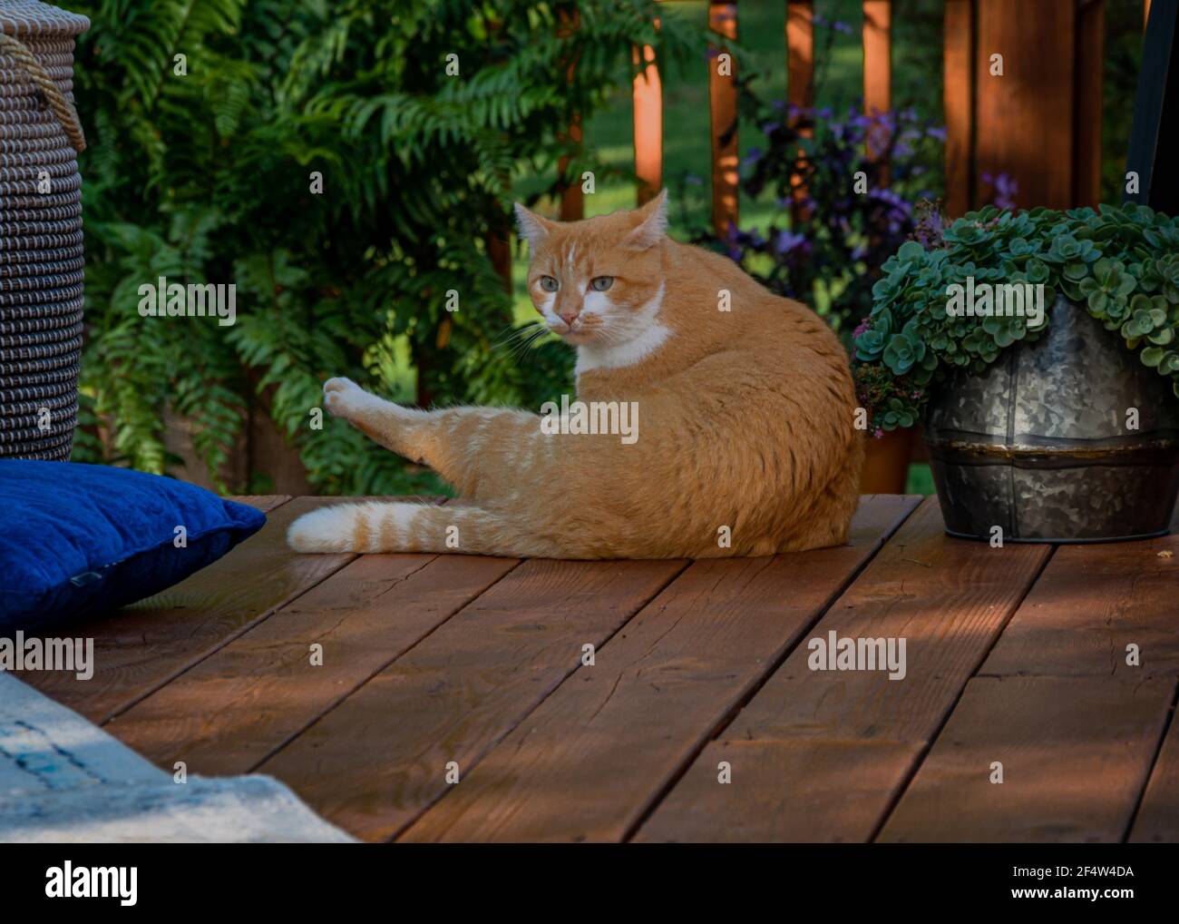 Adorabile gatto zenzero domestico seduto sul portico di legno Foto Stock