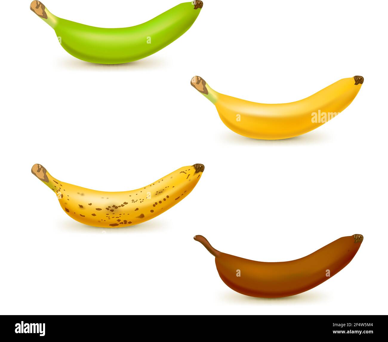 Illustrazione vettoriale realistica della carta di maturazione delle banane. Set di 4 diverse banane di colore, verde da sottopra a marrone su mature. Illustrazione Vettoriale