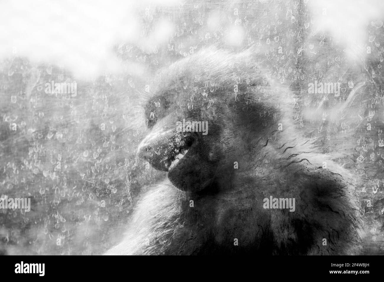 Baboon bloccato dietro il vetro - concetto di lotta per gli animali Diritti - Attivismo per la protezione degli animali utilizzati in Esperimenti di laboratorio - Save e pr Foto Stock