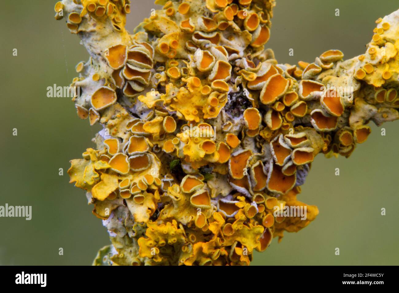 Closeup di lichene arancione comune che cresce su un ramo di Anziano Foto Stock