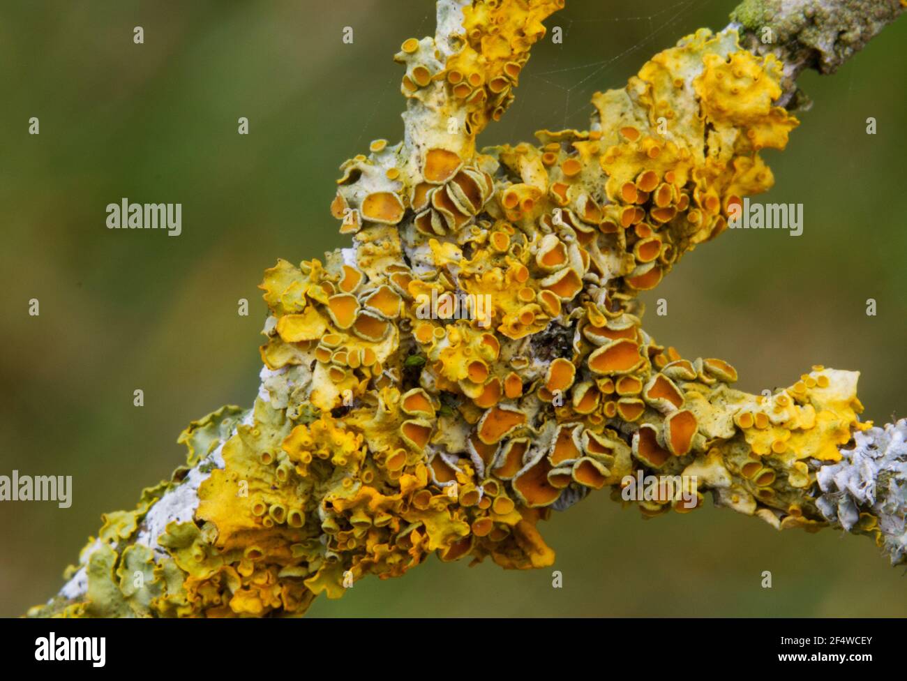 Closeup di lichene arancione comune che cresce su un ramo di Anziano Foto Stock