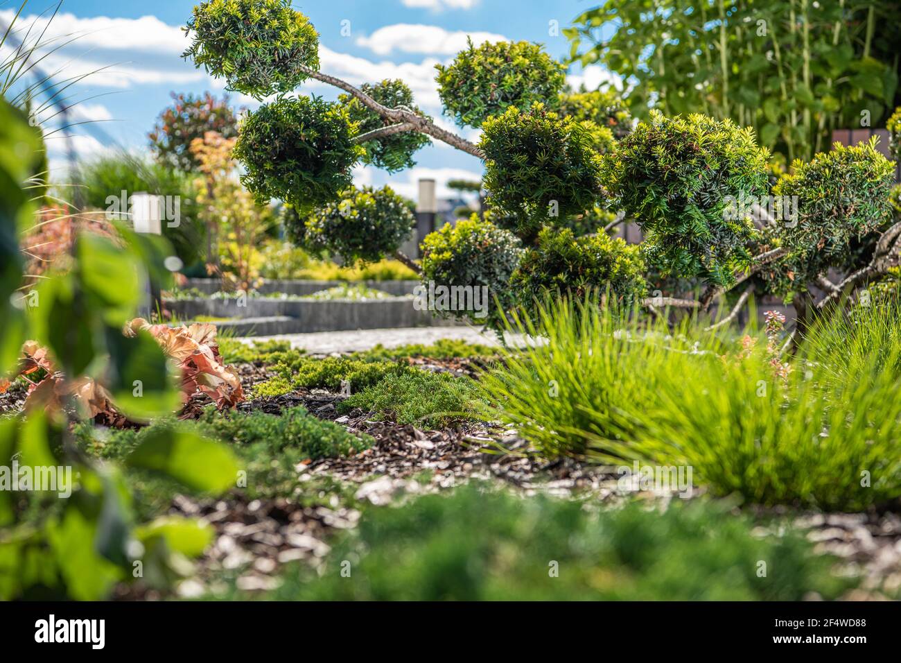 Bella Backyard Garden piante durante pieno di sole e luce giorno d'estate. Foto Stock