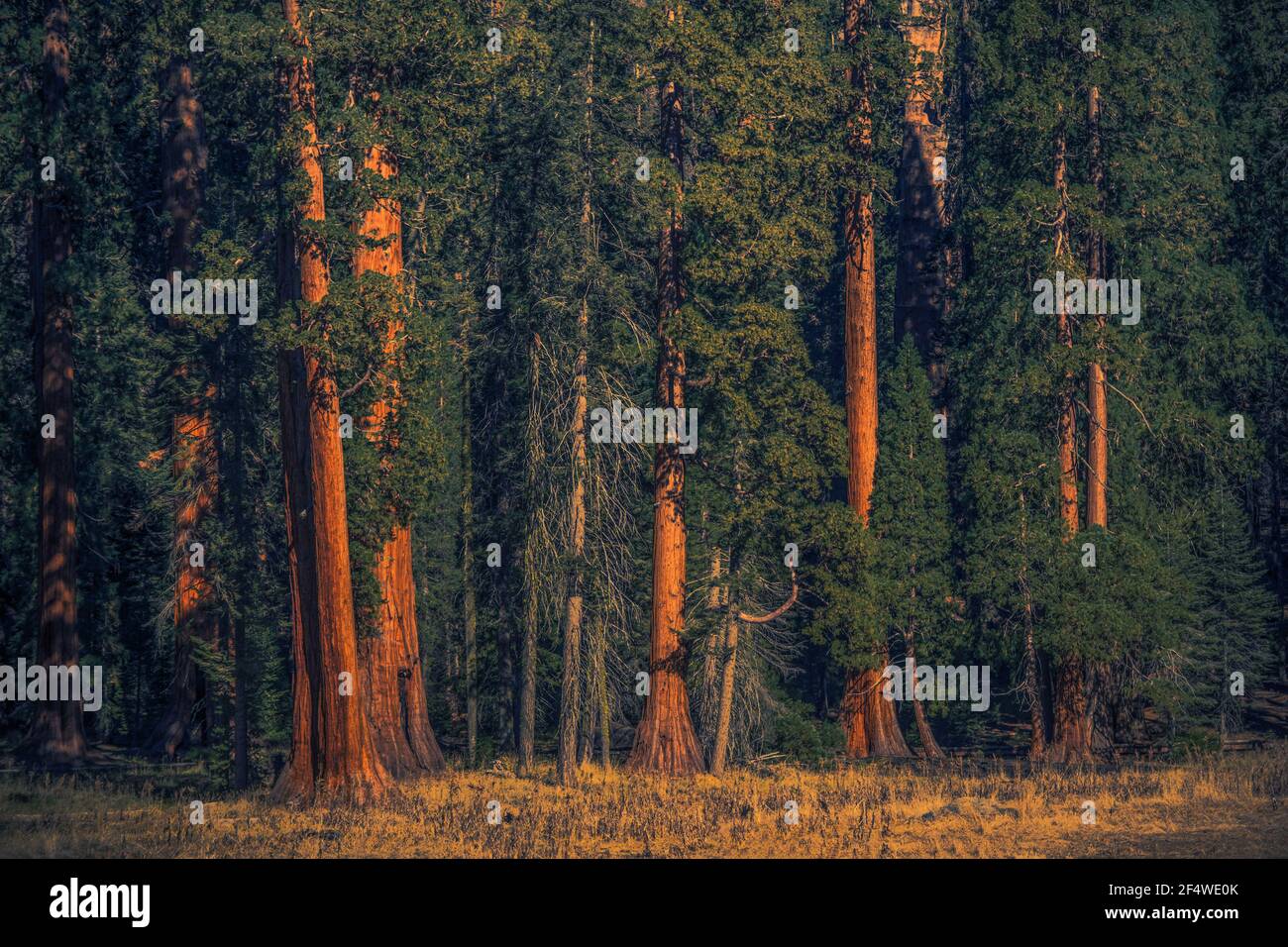 Estate nella foresta delle sequoie giganti della California Sierra Nevada Mountains. American Natural Wonder. Foto Stock