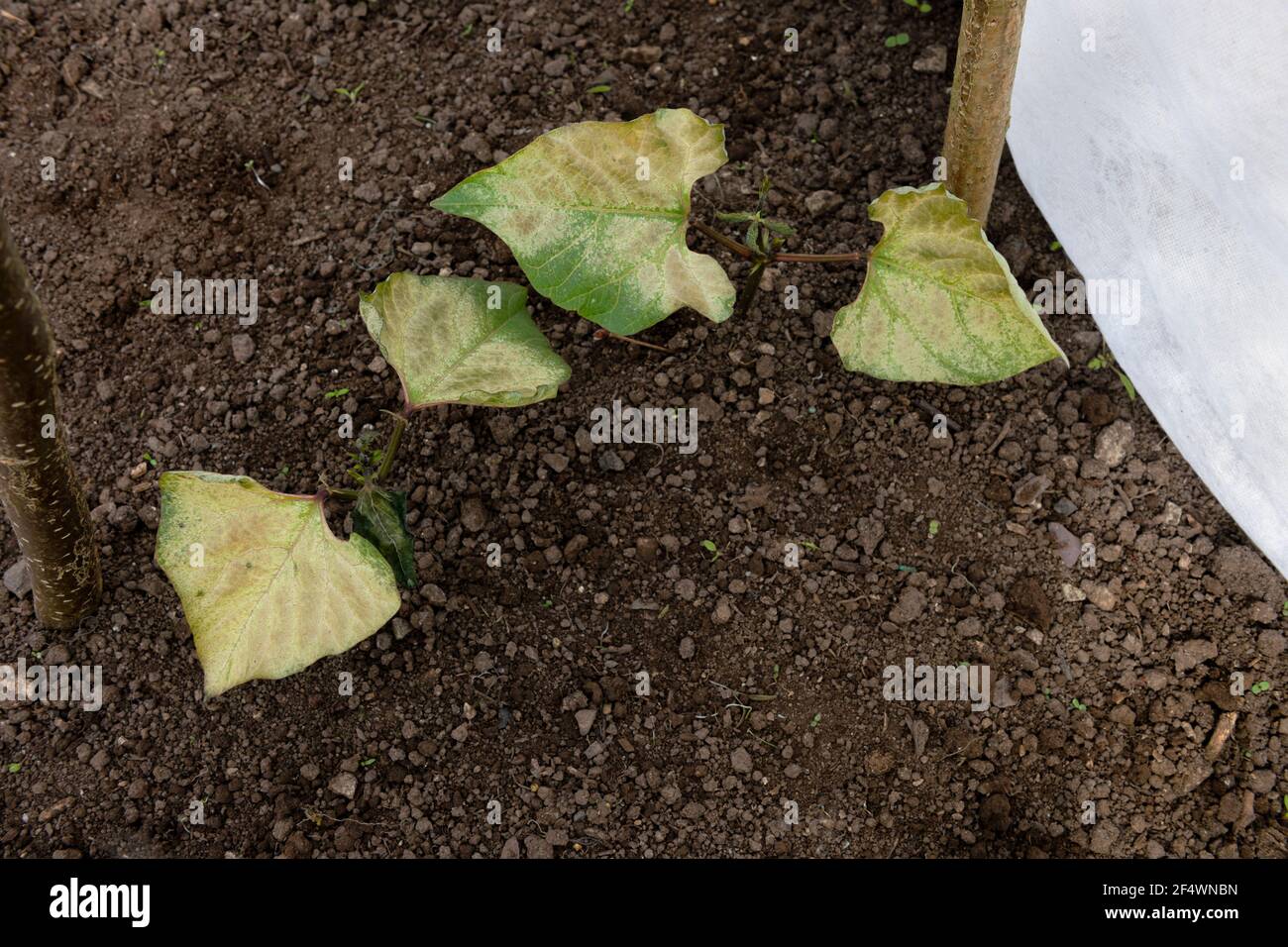 Semi di fagiolo del corridore 'Imperatore del carlet' piantati fuori in maggio. Foglie bruciate dal gelo forte. Protezione antigelo insufficiente Foto Stock