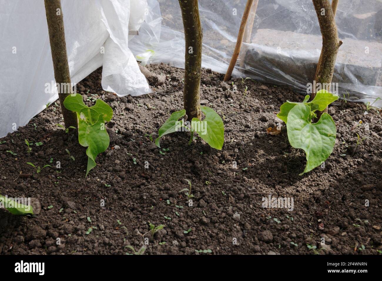 Arrampicata semi di fagioli francesi protetti da gelate d'aria e vento da feltro da giardino e telo di plastica trasparente riproposto. Foto Stock