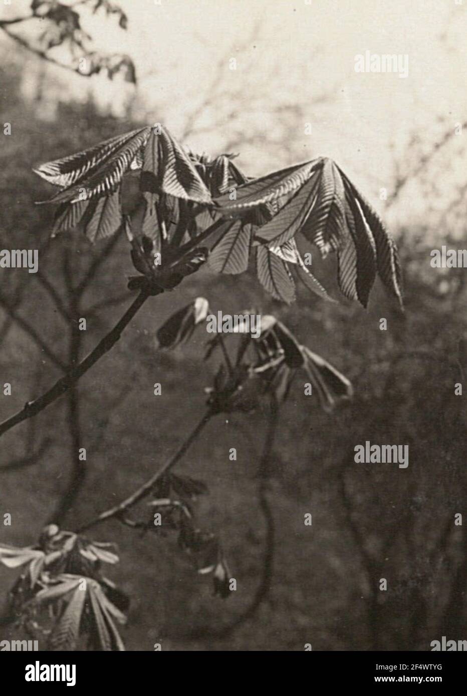 Castagno di cavallo ordinario (aesculus hippocastanum), anche castagno di cavallo comune o castagno di cavallo bianco nella spinta Foto Stock