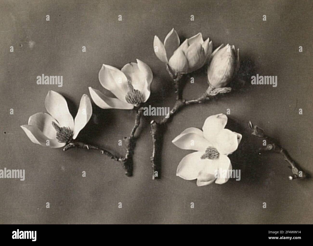 Yulan-Magnolie (Magnolia denuata). Bluenenzweige Foto Stock