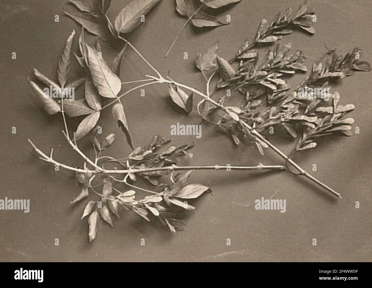 Acero Esche (Acer negundo). Frutta Foto Stock