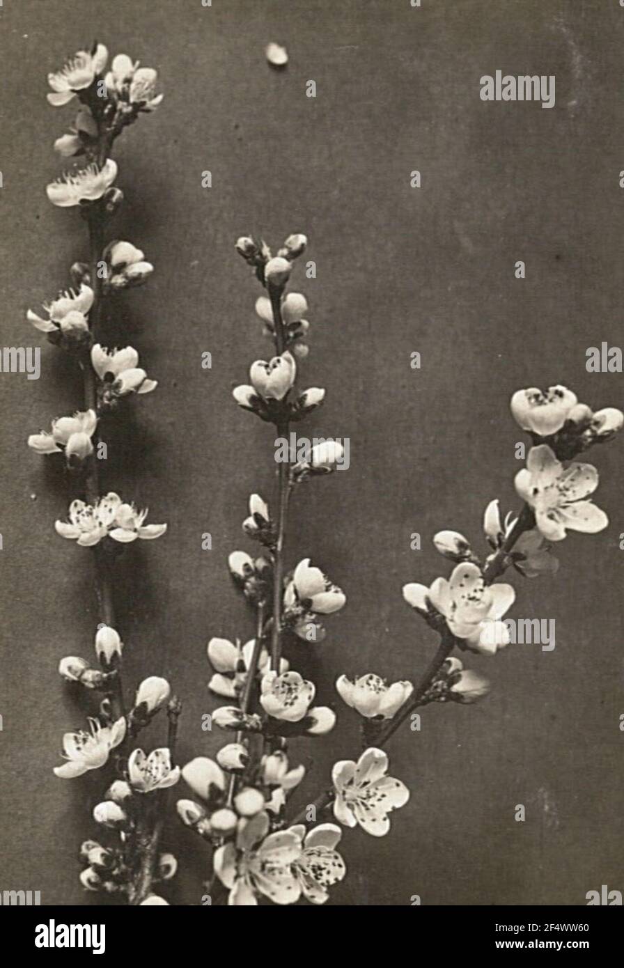 Pesca da giardino (Prunus persica). Rami fioriti Foto Stock