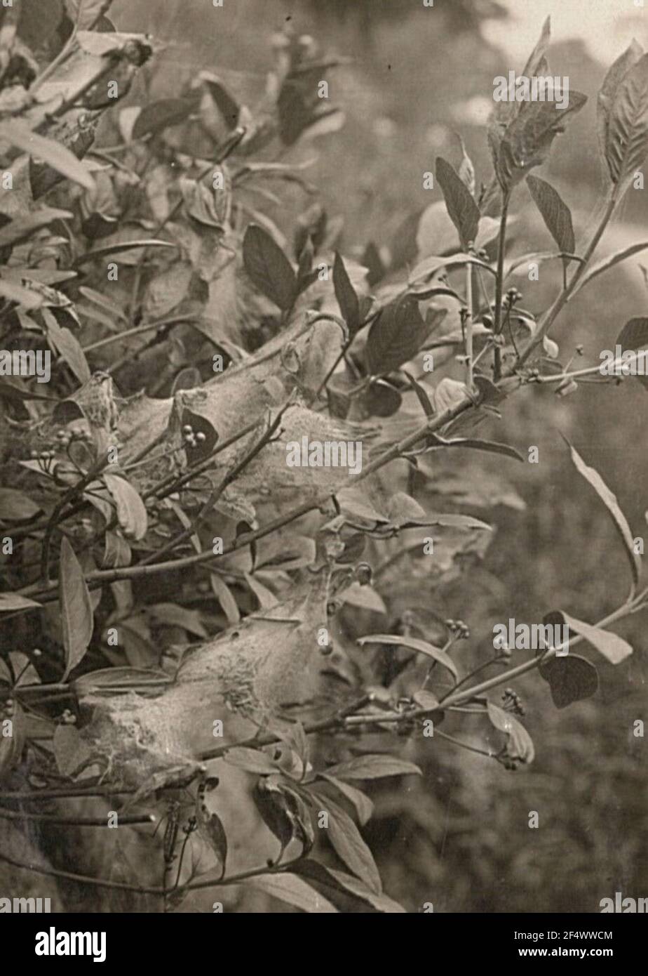 Grape Cherrische Retail Moth (Yponomeuta Evonymella). Cingolato Foto Stock