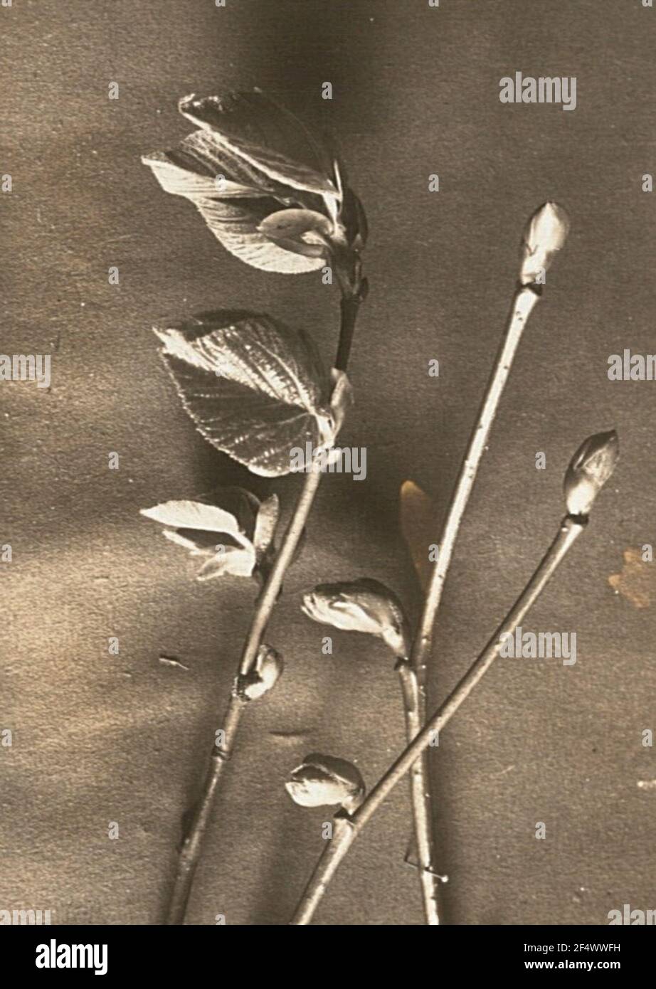 Europa. Linde (Tilia) nell'impatto delle lamelle Foto Stock