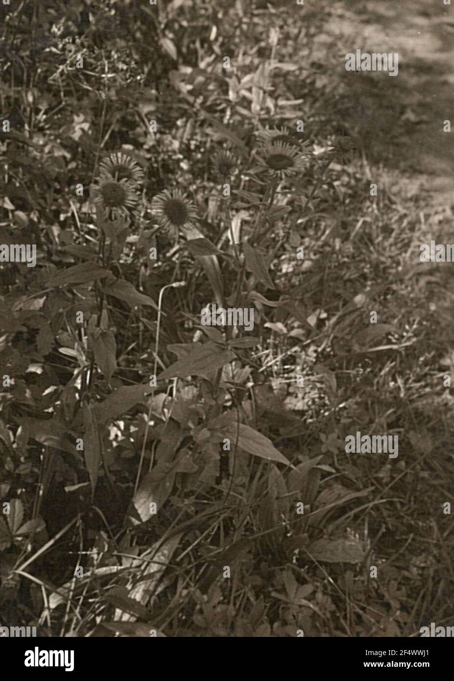 Wiesen-Tree (cryer's British, SYN .: Inflaze Hispanica) Foto Stock