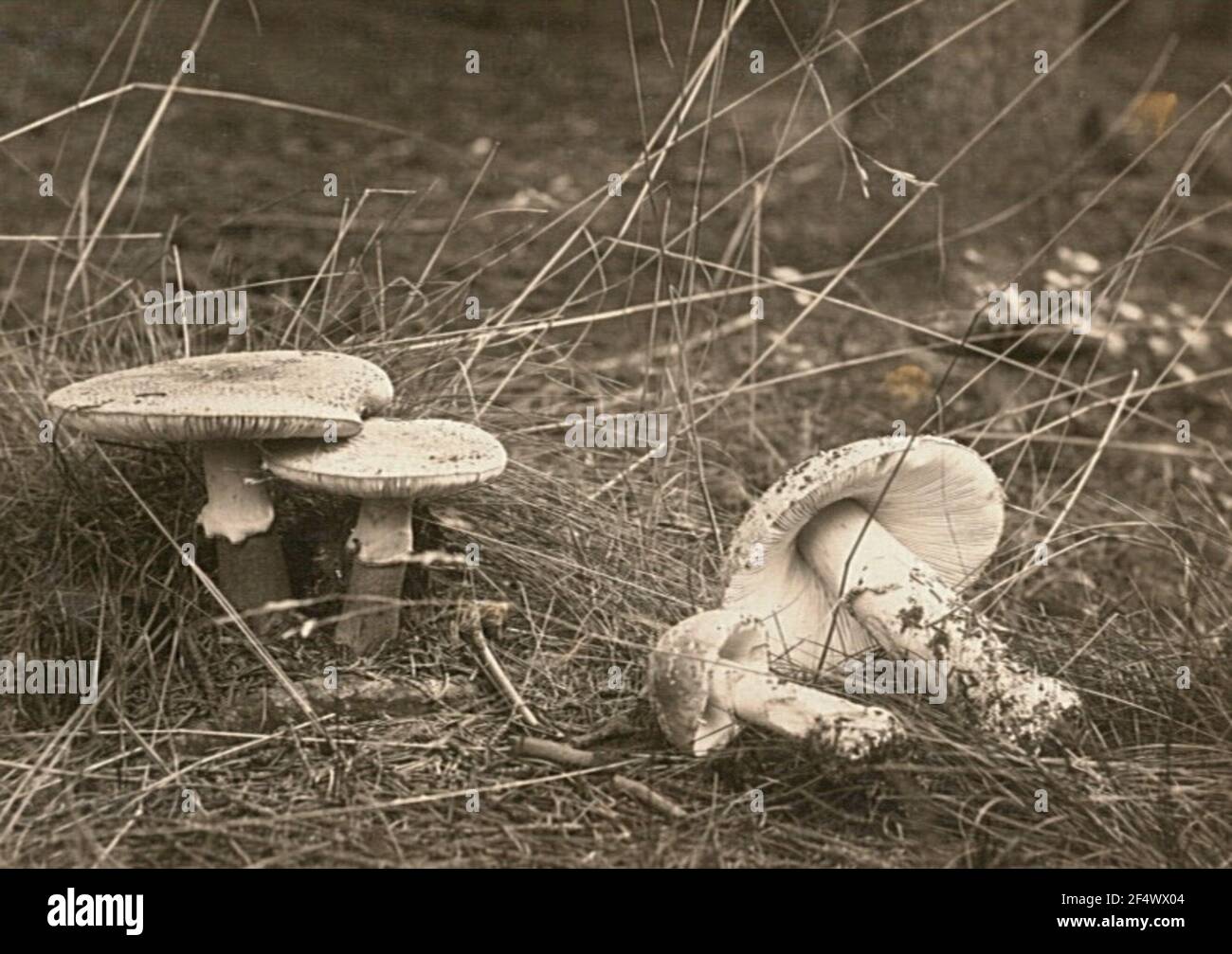 Perlpilz (Amanita rubescens), anche perlina romana o champignone di carne Foto Stock