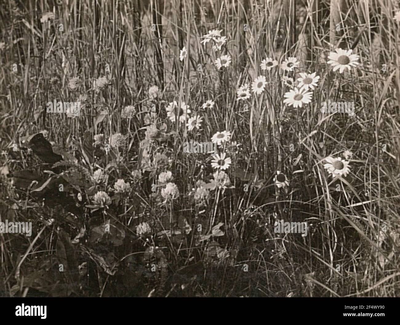 Mager prati margerite (Leucanthemum vulgare), anche prato usury fiore Foto Stock
