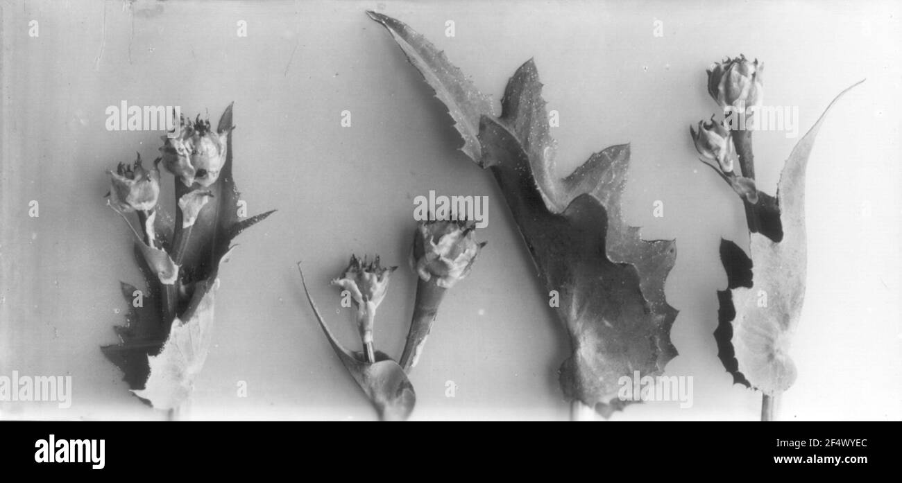 Studio delle piante con infiorescenza Foto Stock