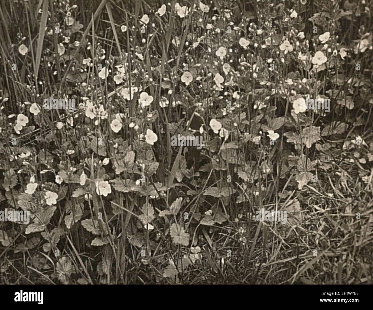 Gamander EHRENPREIS (Veronica Chamaedrys) Foto Stock