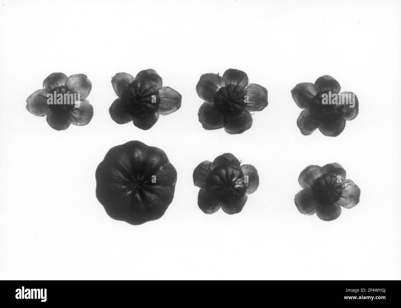 Studio delle piante con infiorescenza Foto Stock