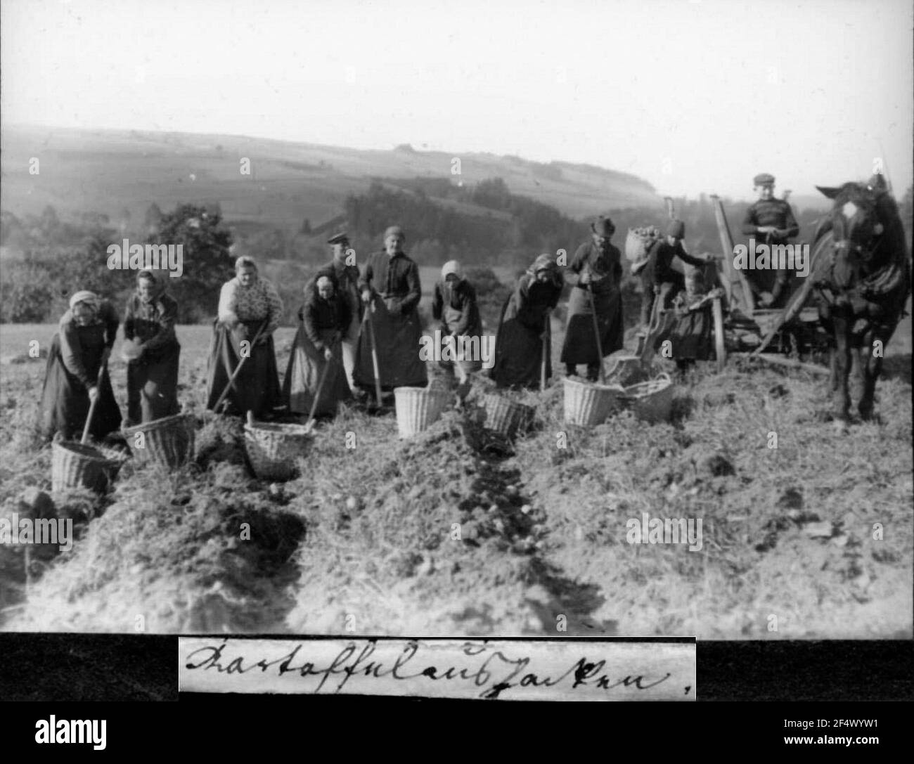 Patate quadrate sul campo di Sander Foto Stock