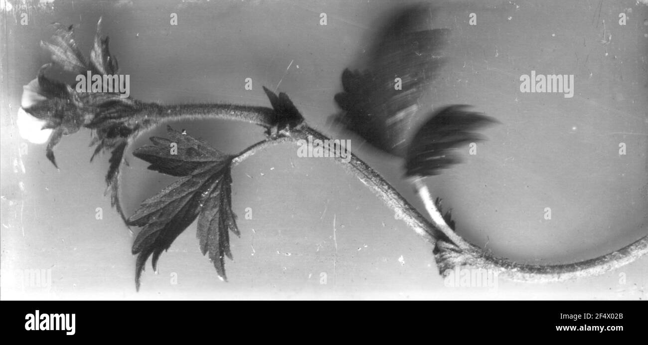 Nelkenwurz (geum) Foto Stock