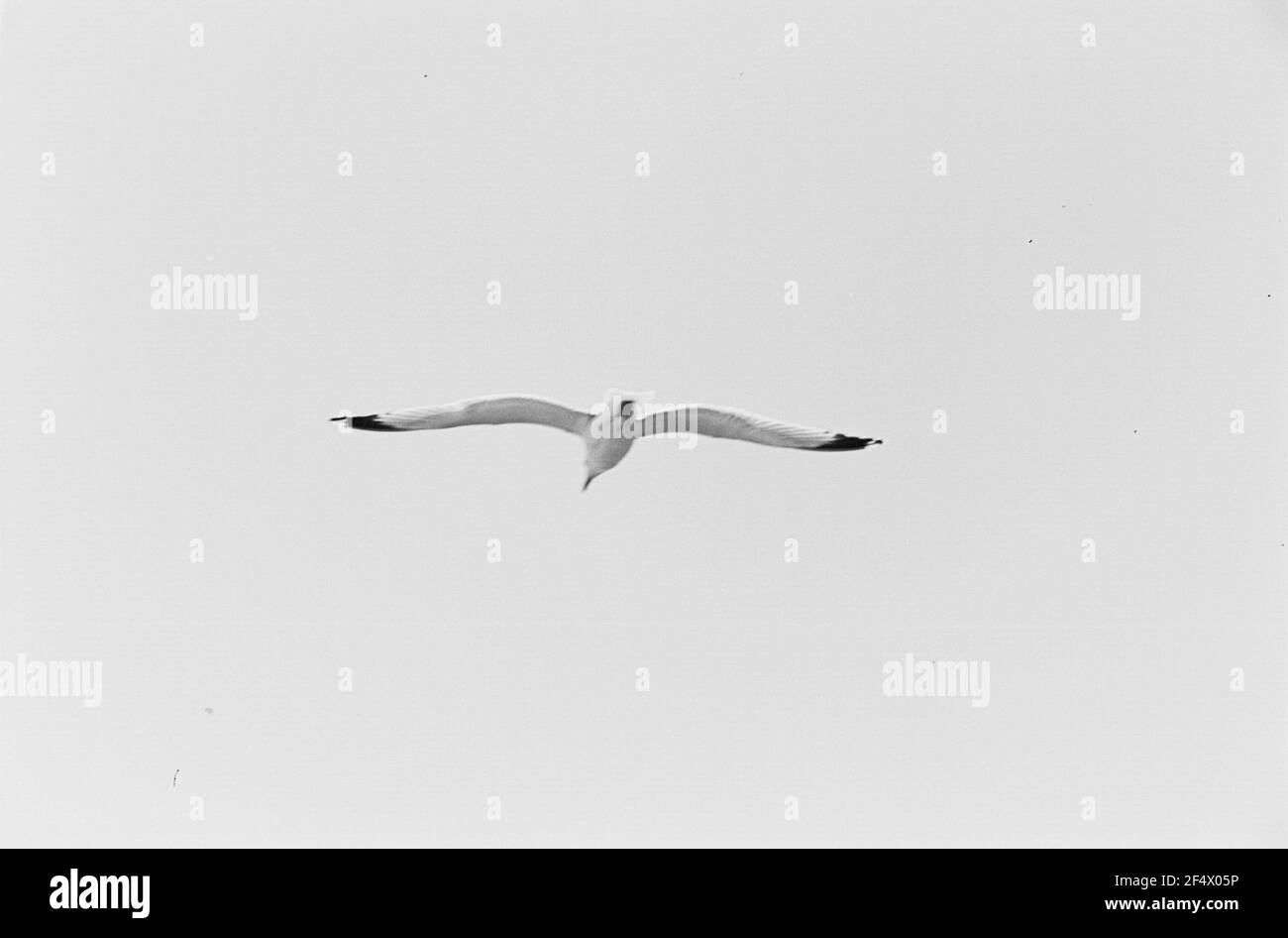Foto di viaggio. Gabbiano singolo nel cielo Foto Stock