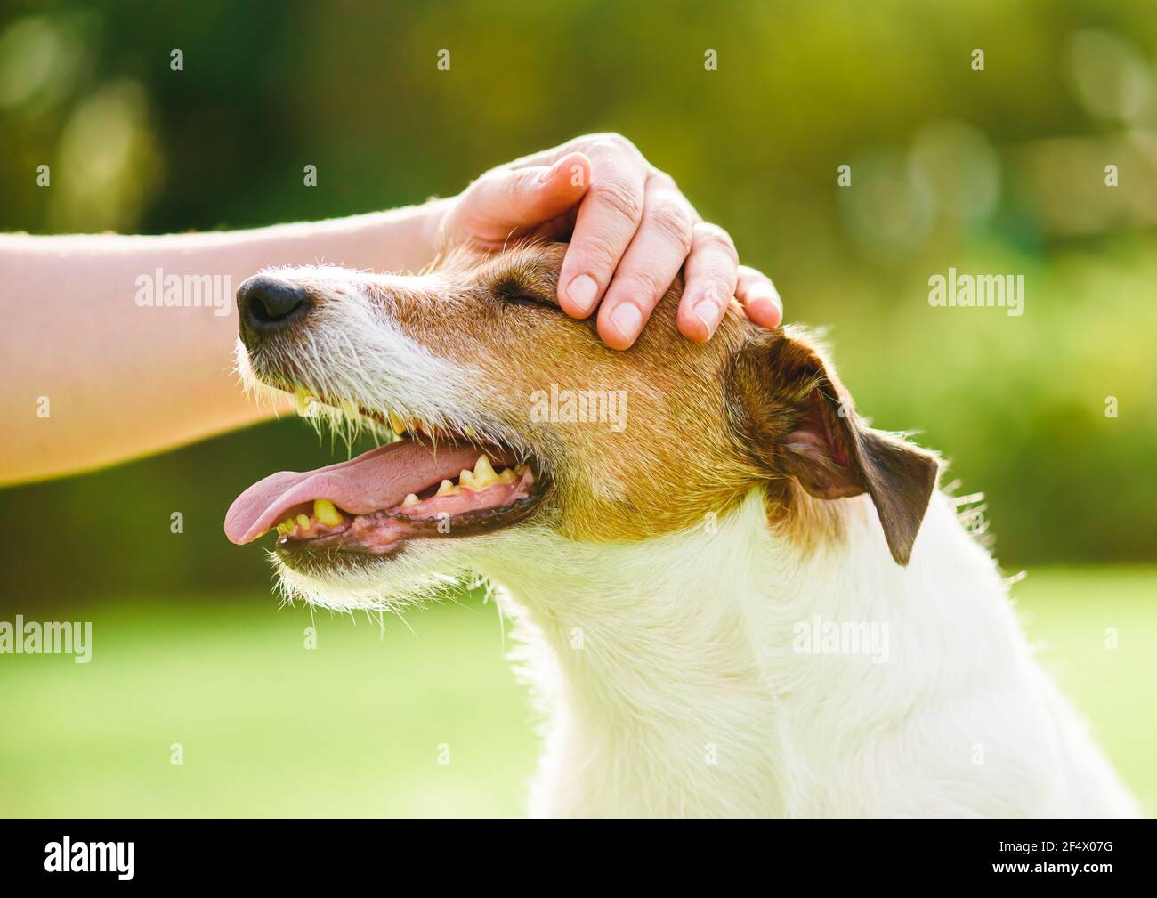 Il proprietario dell'animale domestico usa il contatto fisico per calmare giù il suo cane e fermare l'ansia Foto Stock