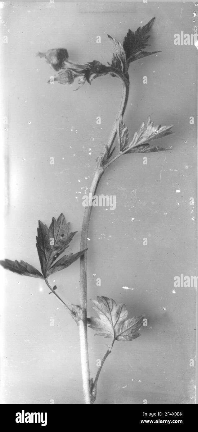 Nelkenwurz (geum) Foto Stock