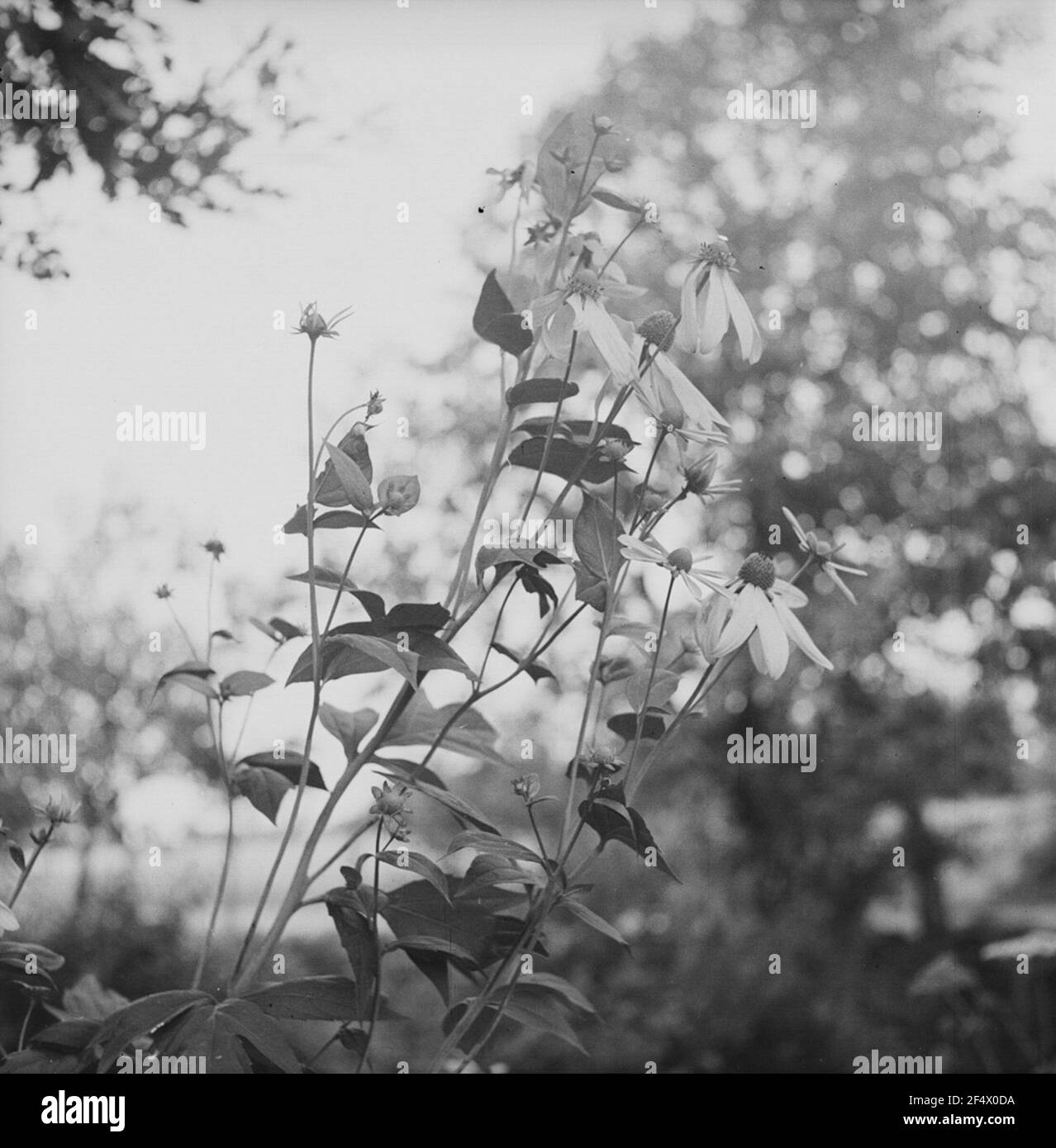 Cappello sole a taglio (Rudbeckia laciniata) Foto Stock