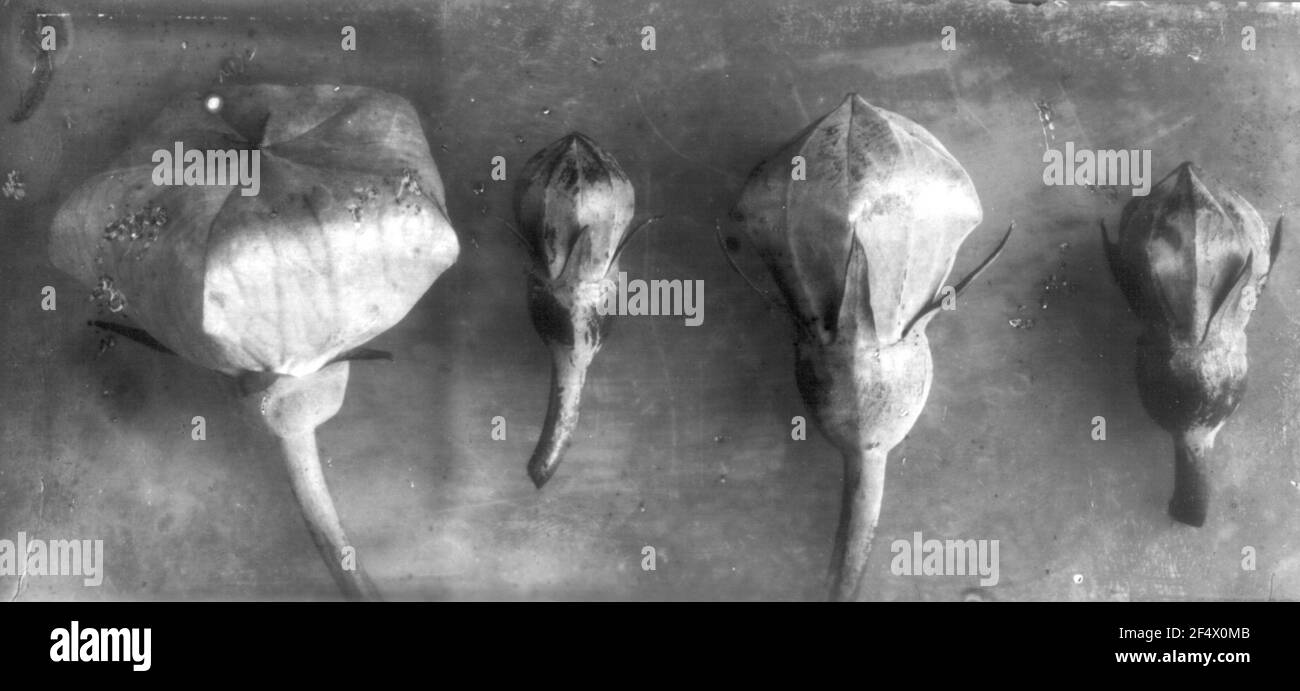 Palloncino fiore (Platycodon Grandiflorus), boccioli di fiori Foto Stock