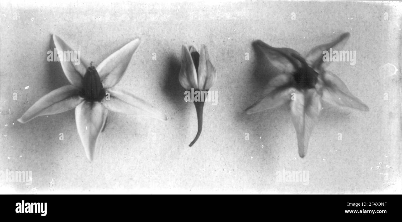 Studio delle piante con infiorescenza Foto Stock