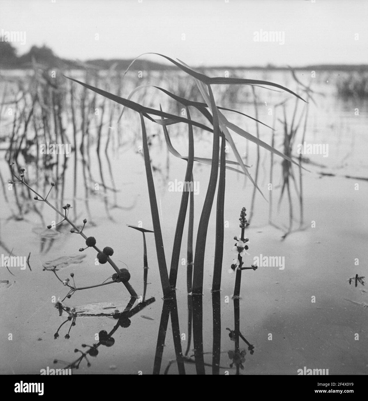 Pilastro ordinario Foto Stock