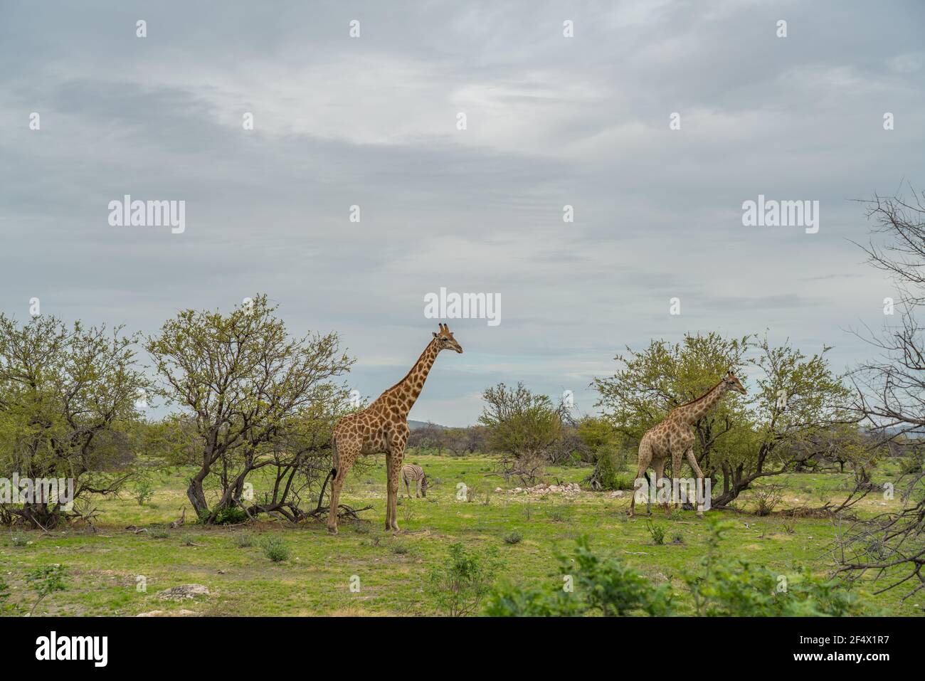 Giraffe, giraffa cammelopardalia, passando attraverso verdi praterie al Parco Nazionale di Etosha, Namibia Foto Stock