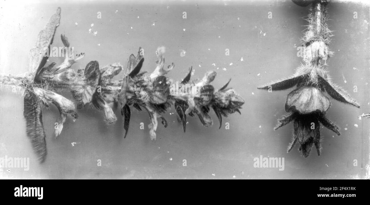 Studio delle piante con infiorescenza Foto Stock