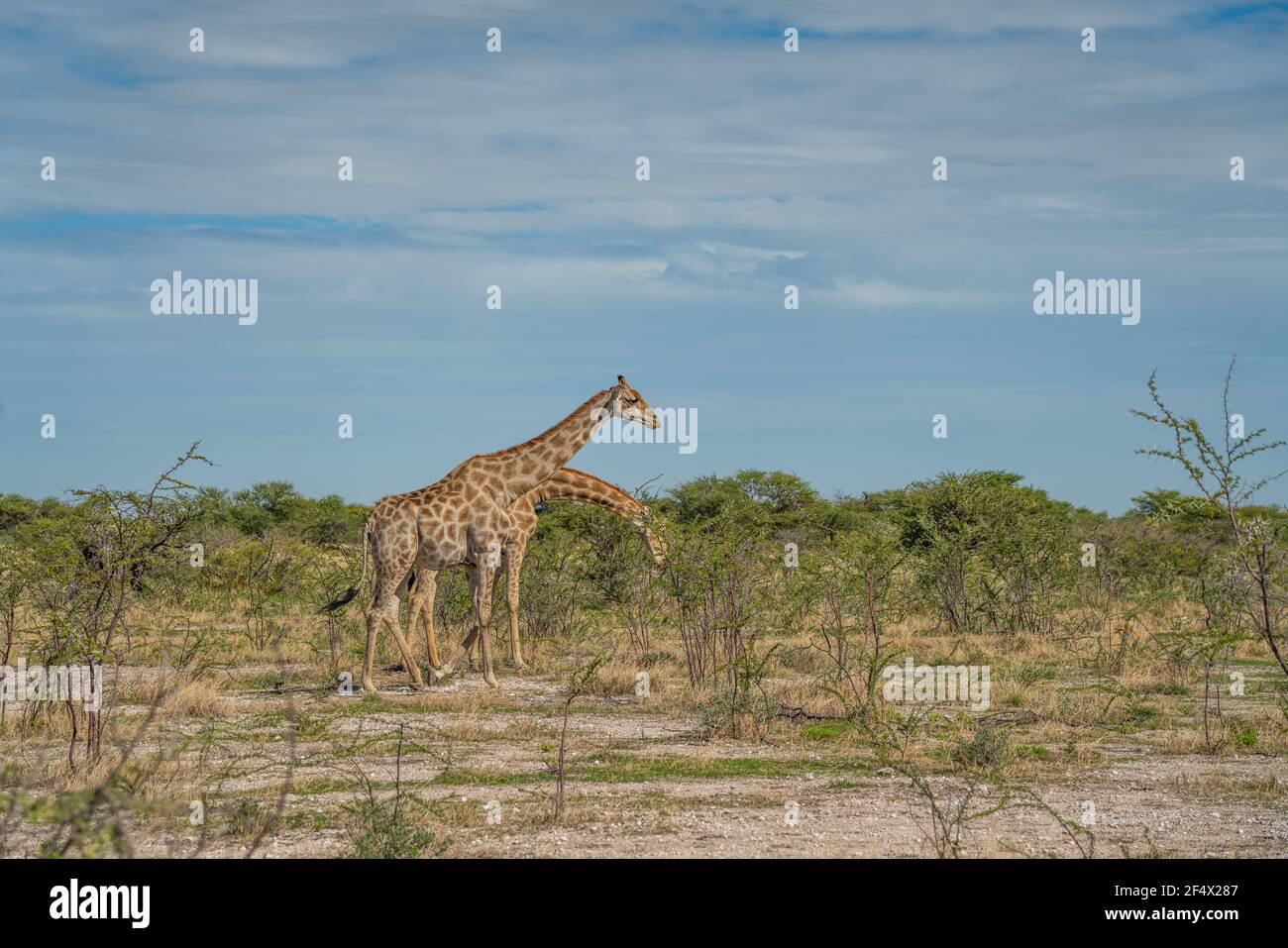 Giraffe, giraffa cammelopardalia, passando attraverso prateria al Parco Nazionale di Etosha, Namibia Foto Stock