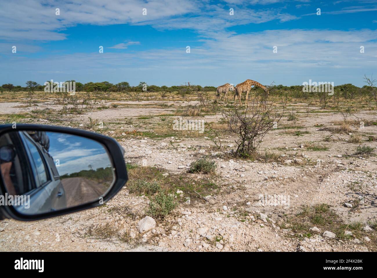 Vista da un'auto a giraffe, giraffa cammelopardalia, passando attraverso prateria presso il Parco Nazionale Etosha, Namibia Foto Stock