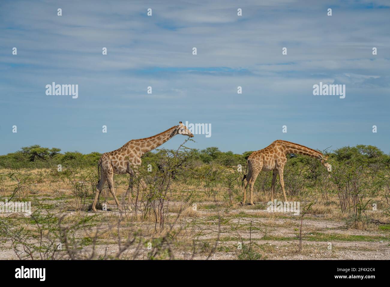 Giraffe, giraffa cammelopardalia, passando attraverso prateria al Parco Nazionale di Etosha, Namibia Foto Stock
