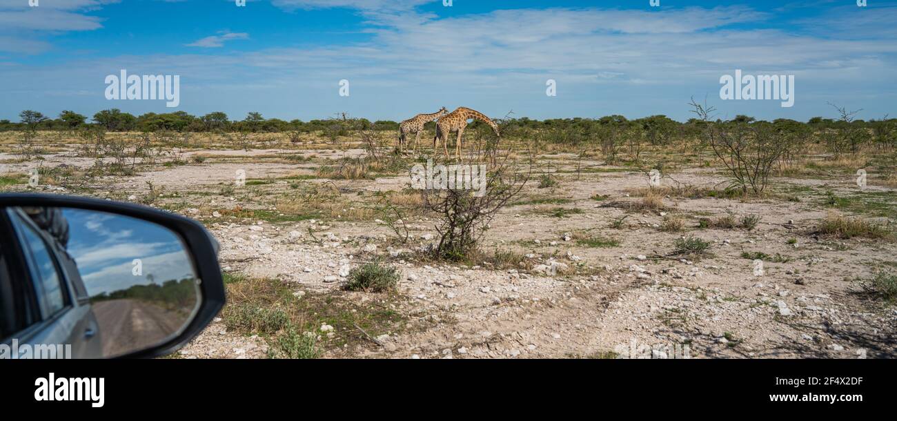 Vista da un'auto a giraffe, giraffa cammelopardalia, passando attraverso prateria al Parco Nazionale Etosha, Namibia, panorama Foto Stock