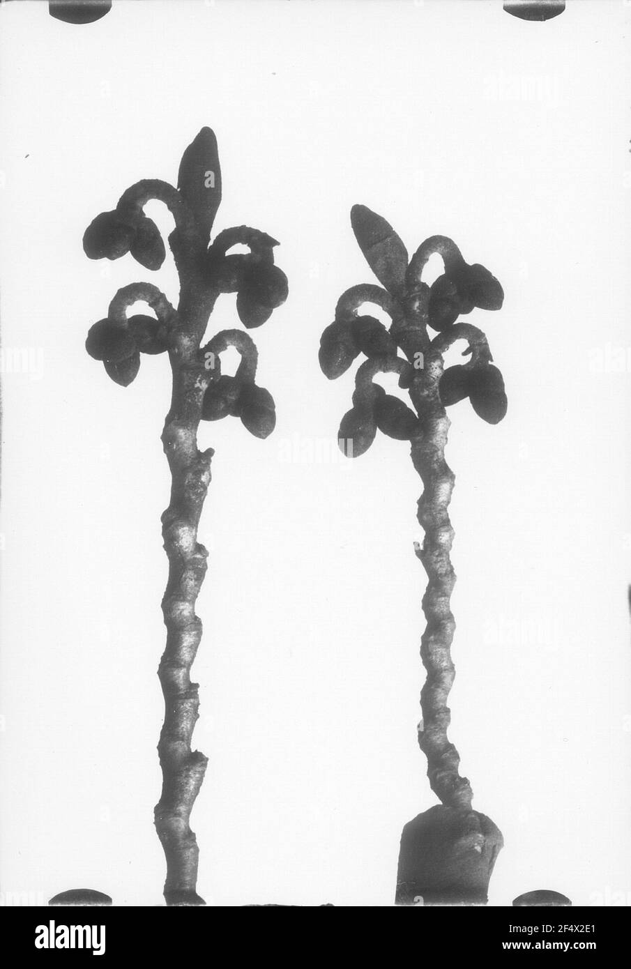 AST con boccioli di fiori del mago giapponese (Hamamelis japonica) della famiglia delle fattorie magiche (Hamamelidaceae), rami con boccioli di fiori Foto Stock