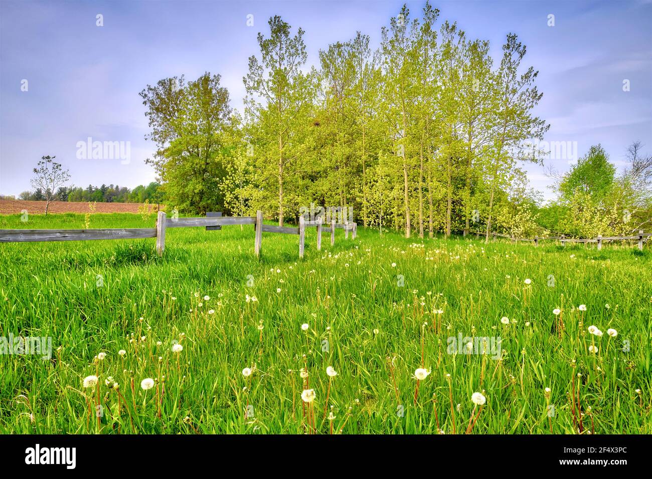 Il sentiero nel parco con la recinzione in primavera Foto Stock