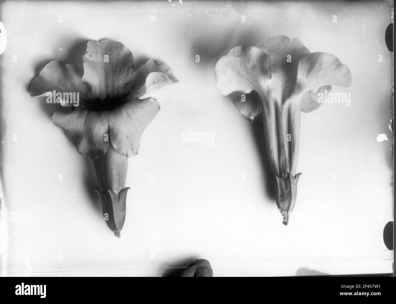 Chiusura dell'immagine nello studio dell'impianto di preparazione con infiorescenza Foto Stock