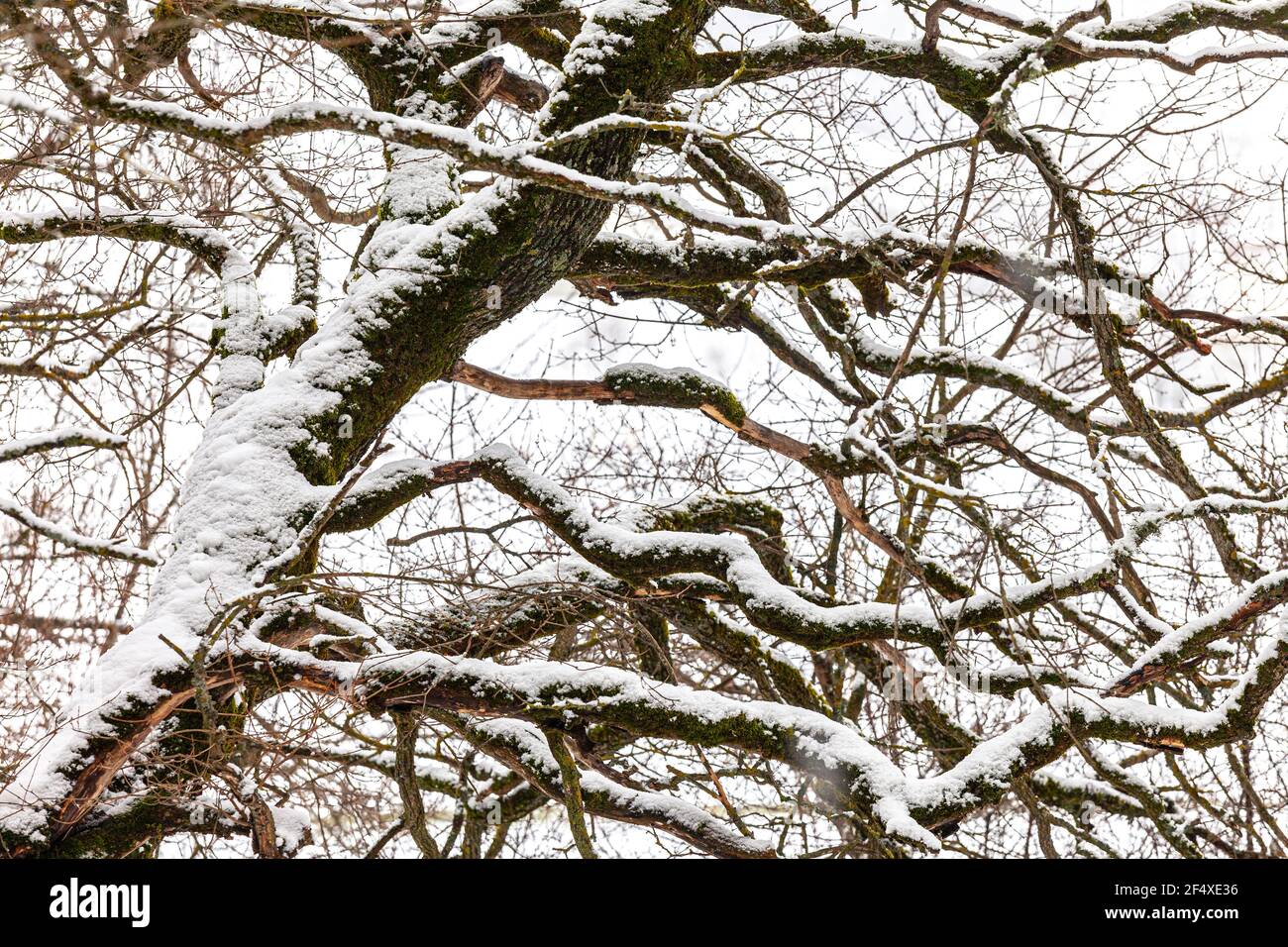 Rami e alberi ricoperti di neve in una giornata invernale. Abruzzo, Italia, Europa Foto Stock