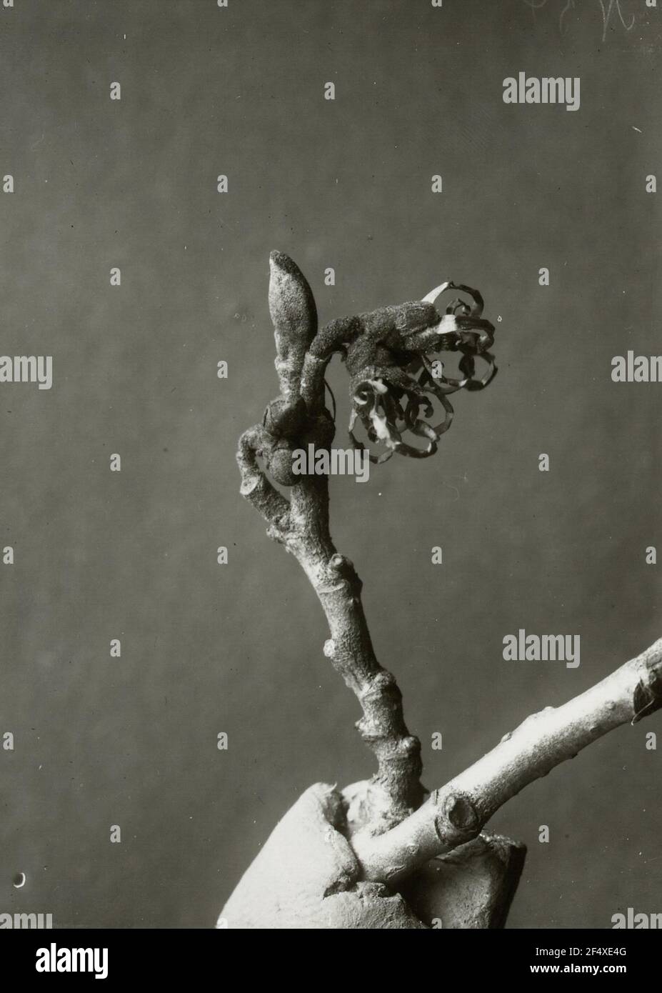 AST con fioritura del mago giapponese (Hamamelis japonica) Foto Stock