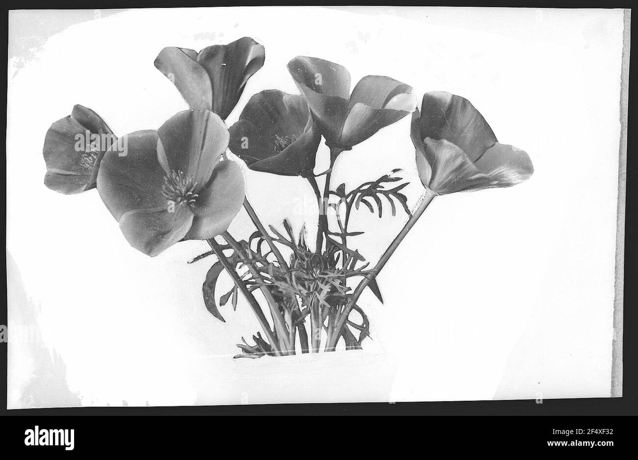 California Poppies Foto Stock