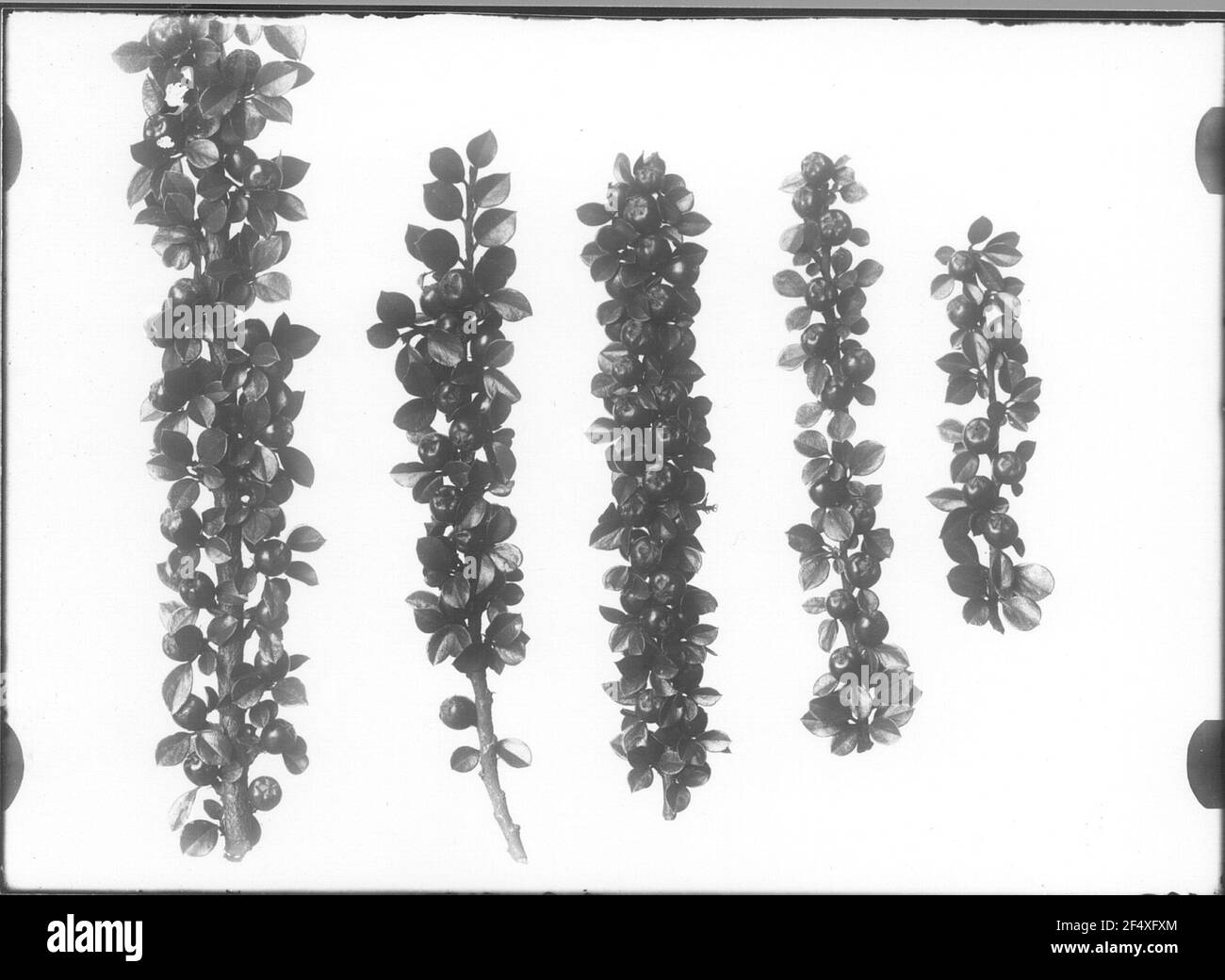 Zwergmispel (Cotoneaster Spec.), infiorescenza Foto Stock