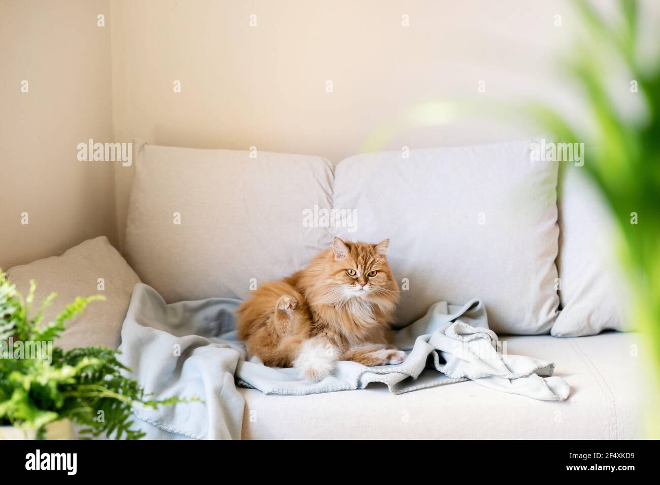 Gatto dai capelli rossi seduto sul divano a casa Foto Stock