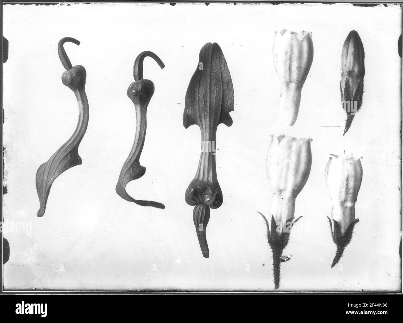 Legwell (Syphytum Spec.), infiorescenza Foto Stock