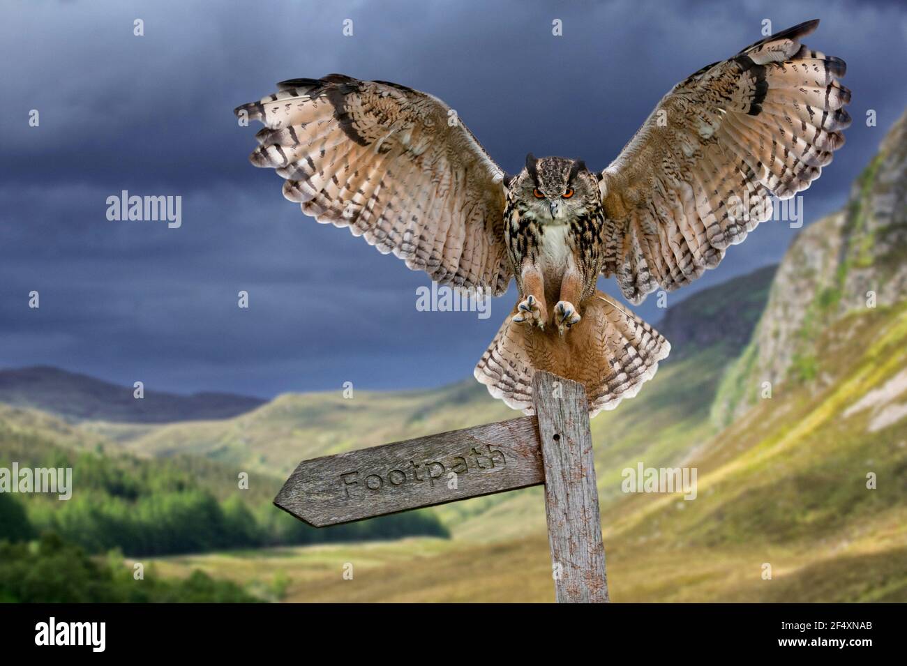 Gufo di aquila eurasiatica (Bubo bubo) atterraggio con ali aperte sul cartello al crepuscolo Foto Stock