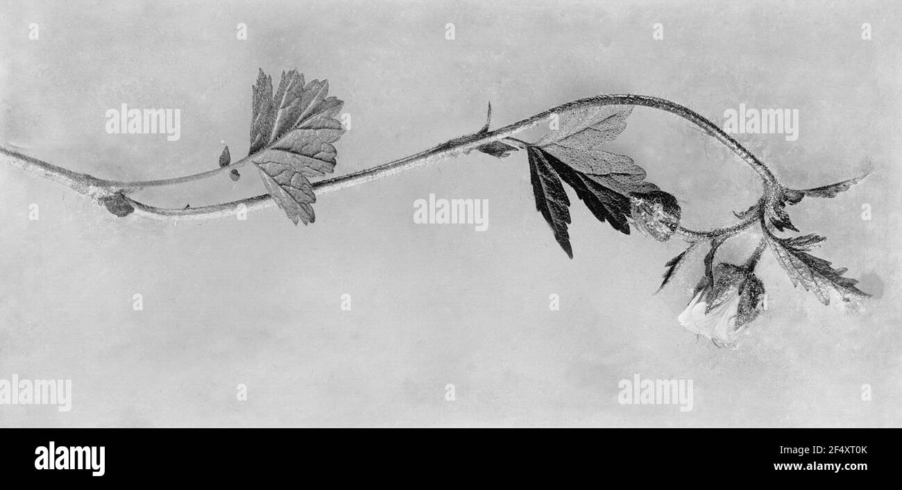 Studio delle piante con infiorescenza Foto Stock