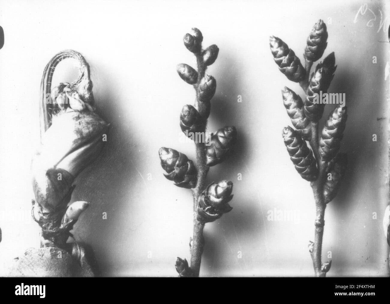 Chiusura dell'immagine in preparazione Gail Bush (Myrica Gale), infiorescenza Foto Stock