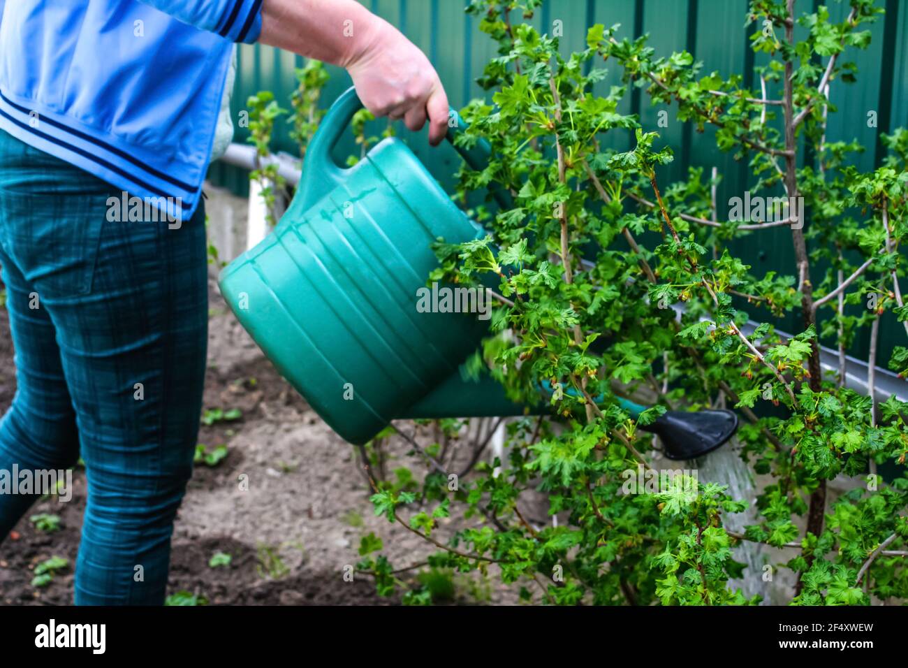 Defocalizzare le donne giardinaggio, annaffiatura piante, fragole su letti da una lattina di annaffiatura verde. Donna irriconoscibile che annaffiatura corrente letto di cespuglio usando Foto Stock